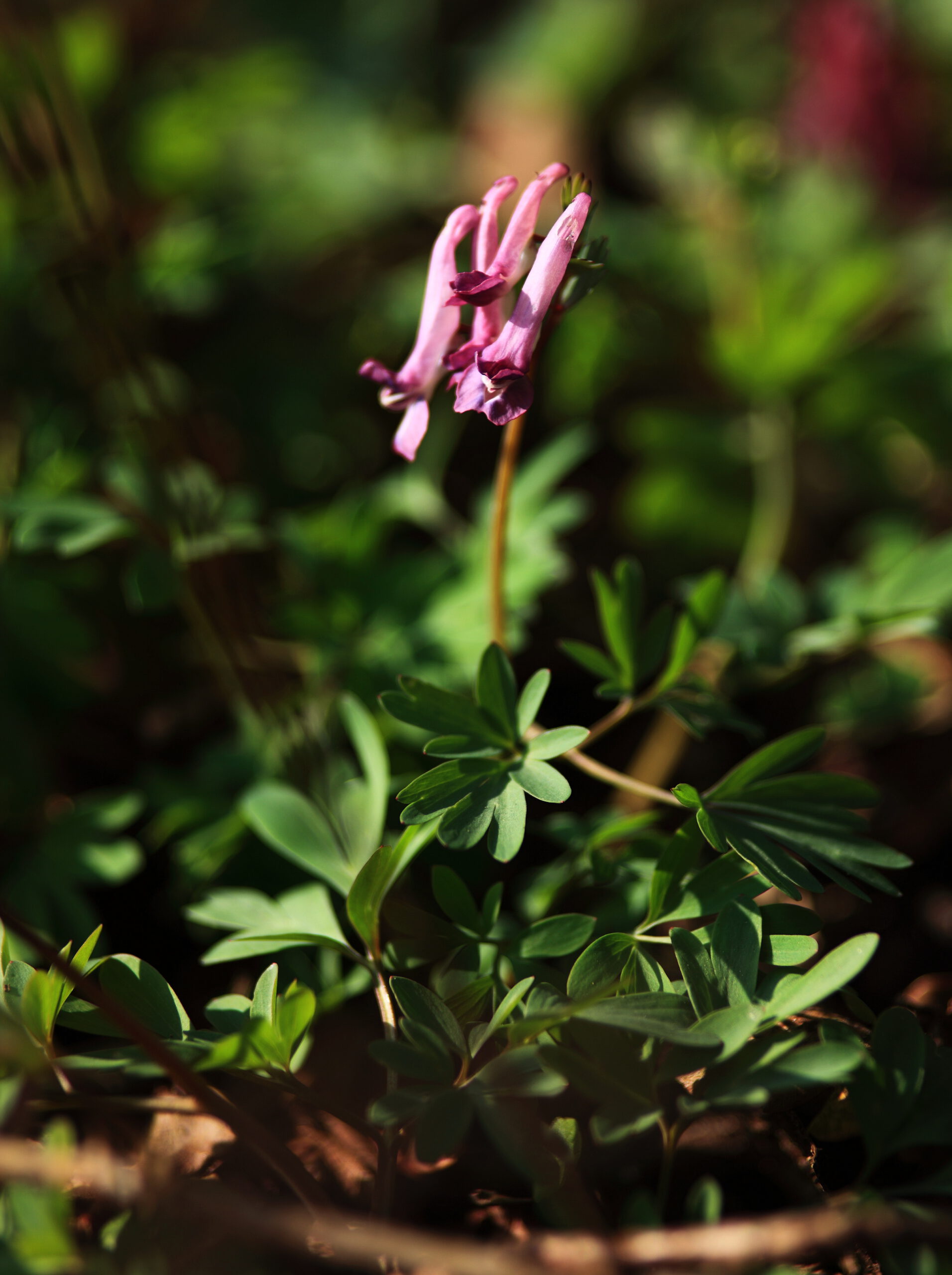 Stinzenplanten de kale jonker